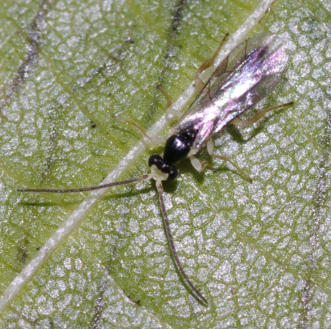 Ichneumonidae: probabilmente un maschio di Orthocentrinae